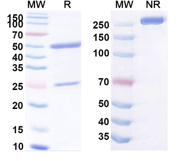 Anti-Human CD66c/CEACAM6 Reference Antibody (NEO-201) – Figure 1 of 1