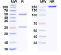 Anti-Human CD131/CSF2RB Reference Antibody (Trabikibart) – Figure 1 of 1