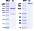 SDS-PAGE for Anti-Human CD131/CSF2RB Antibody (SAA1388)