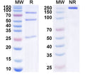 SDS-PAGE for Anti-Human ABCC1 Antibody (SAA1629)