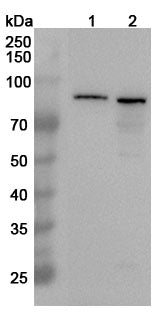 Western blot analysis was performed using anti-MRE11 polyclonal antibody at 1ug/mL  on various samples.
Lane 1: K562 cell lysate
Lane 2: 293T cell lysate