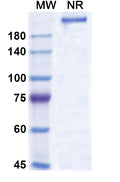 Anti-Human IL-15 Reference Antibody (Humax-Il15) – Figure 1 of 1