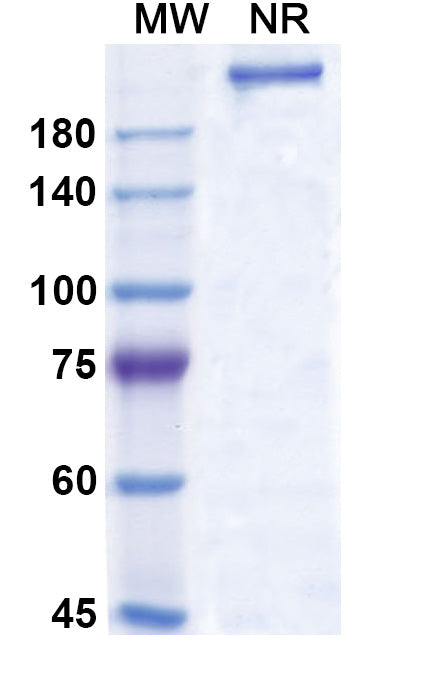Anti-Human IL-15 Reference Antibody (Humax-Il15) – Figure 1 of 1