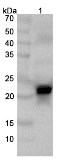 Western blot analysis was performed using anti-CSN1S1 polyclonal antibody at 1μg/ml on various samples.
Lane 1: Human milk lysate