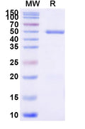 Recombinant Human CD66d/CEACAM3 Protein, C-Fc