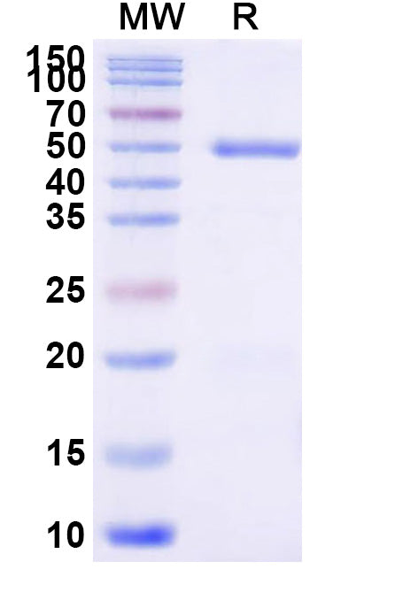 Recombinant Human CD66d/CEACAM3 Protein, C-Fc