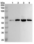 Western blot analysis was performed using anti-ALDH7A1 polyclonal antibody at 1µg/ml on various samples.
Lane 1: 293T cell lysate
Lane 2: Mouse liver lysate
Lane 3: Rat liver lysate
Lane 4: Rat kidney lysate