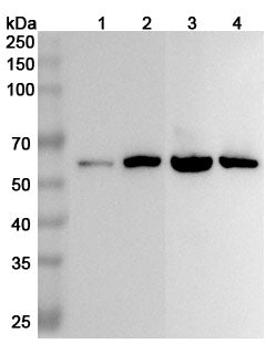 Western blot analysis was performed using anti-ALDH7A1 polyclonal antibody at 1µg/ml on various samples.
Lane 1: 293T cell lysate
Lane 2: Mouse liver lysate
Lane 3: Rat liver lysate
Lane 4: Rat kidney lysate