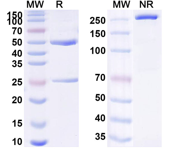 Anti-Human Glucagon R/GCGR Reference Antibody (Crotedumab) – Figure 1 of 1