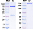 SDS-PAGE for Anti-Human GCGR Antibody (SAA0132)