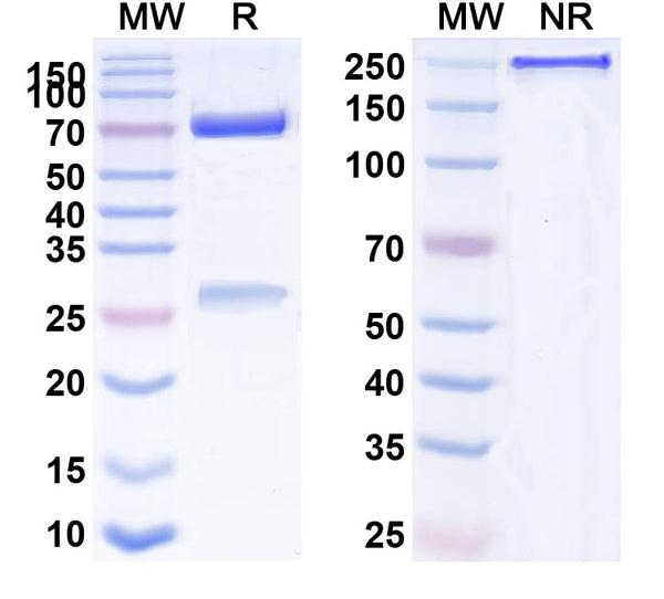 SDS-PAGE for Anti-Human GCGR Antibody (SAA0132)