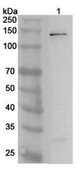 Western blot analysis was performed using anti-PIK3CG  polyclonal antibody at 1ug/mL on various samples.
Lane 1: Mouse spleen lysate