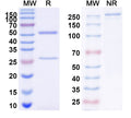 SDS-PAGE for Anti-Human PIK3CG Monoclonal Antibody (1A128)