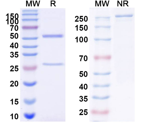 SDS-PAGE for Anti-Human PIK3CG Monoclonal Antibody (1A128)