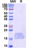 SDS-PAGE for Anti-Human CASP3/Caspase-3 Nanobody (SAA1223)