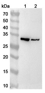 Western blot analysis was performed using anti-CASP3 polyclonal antibody at 1ug/mL on various samples.
Lane 1: Jurkat cell lysate
Lane 2: Hela cell lysate