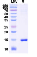 SDS-PAGE for Anti-Human CASP3 Nanobody (VHH1)