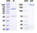 Anti-Human CD39/ENTPD1 Reference Antibody (IPH5201) – Figure 1 of 1