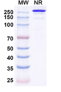 Anti-Human CD39/ENTPD1 Reference Antibody (Eurestobart) – Figure 1 of 1