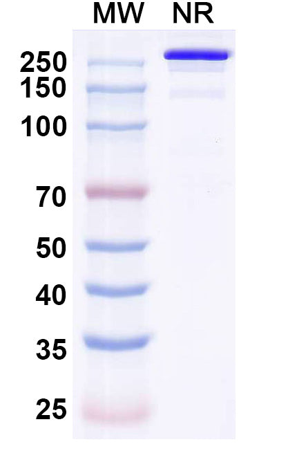 Anti-Human CD39/ENTPD1 Reference Antibody (Eurestobart) – Figure 1 of 1