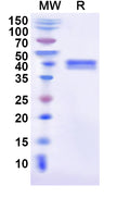 Recombinant Human CD151 Protein, N-GST & C-His
