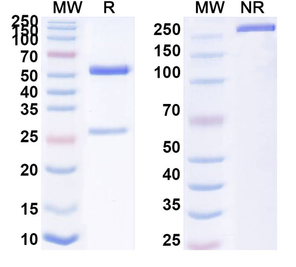 SDS-PAGE for Anti-Human HSPA9/Mortalin/GRP75 Antibody (SAA0812).