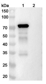 Detects DSG3 in indirect ELISAs.