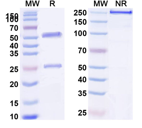 Anti-Human FLT4 Reference Antibody (LY3022856) – Figure 1 of 1