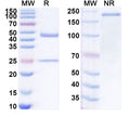 SDS-PAGE for Anti-Human CD144/CDH5/VE-cadherin Antibody (SAA1971)