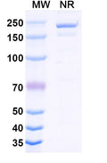 Anti-Human GIPR Reference Antibody (Maridebart) – Figure 1 of 2
