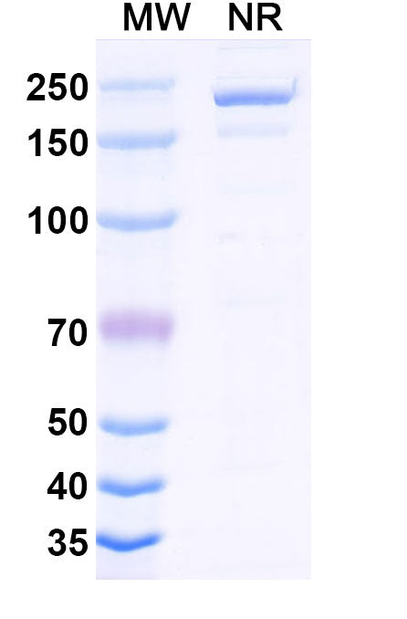 Anti-Human GIPR Reference Antibody (Maridebart) – Figure 1 of 2