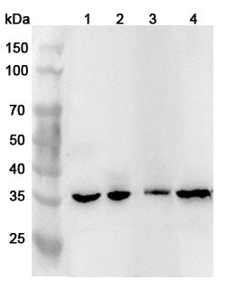 Western blot analysis was performed using anti-CAMLG polyclonal antibody at 1ug/mL on various samples.
Lane 1: Jurkat cell lysate
Lane 2: 293T cell lysate
Lane 3: Mouse testis lysate
Lane 4: Mouse brain lysate