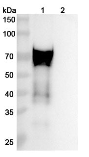 Detects CD110/MPL in indirect ELISAs.