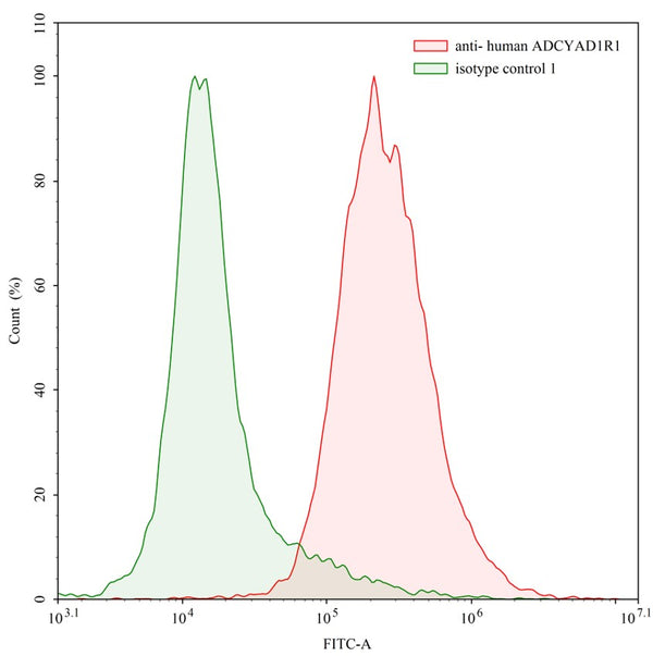 Flow-cytometry using anti-human ADCYAD1R1 antibody. Human SH-SY5Y cell line were stained with an irrelevant antibody (Green Histogram) or an anti-human ADCYAD1R1 antibody monoclonal antibody (Catalog # HW609107 , Red Histogram) at a concentration of 20 µg/ml for 30 mins at RT. After washing, bound antibody was detected using a FITC conjugated goat anti-human antibody (Catalog # HF690414) and cells analysed on a NovoCyte Flow Cytometer.