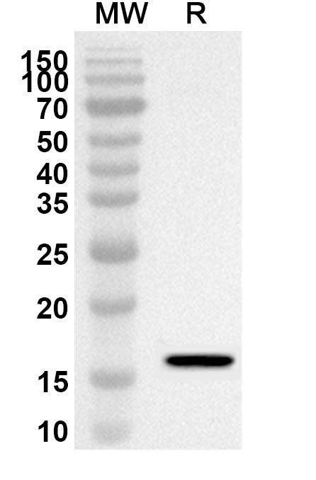 Western blot analysis was performed using anti-BMI1 polyclonal antibody at 1ug/mL on recombinant BMI1 (Catalog No. HW616012).