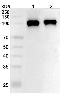 Western blot analysis was performed using anti-DNM2 polyclonal antibody at 1µg/ml on various samples.
Lane 1: Mouse brain lysate
Lane 2: Rat brain lysate