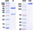 Anti-Human B7-1/CD80 Reference Antibody (Galiximab) – Figure 1 of 1
