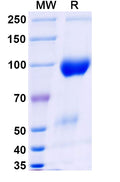 Research Grade Belatacept – Figure 1 of 1