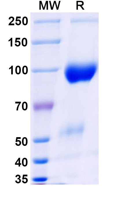 Research Grade Belatacept – Figure 1 of 1