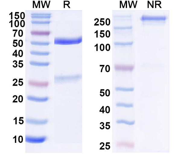 SDS-PAGE for Anti-Human CD80/B7-1 Antibody (SAA2207)