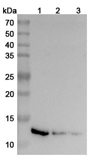 SEC-HPLC detection for Anti-Human IL13 Antibody (ABS1981).