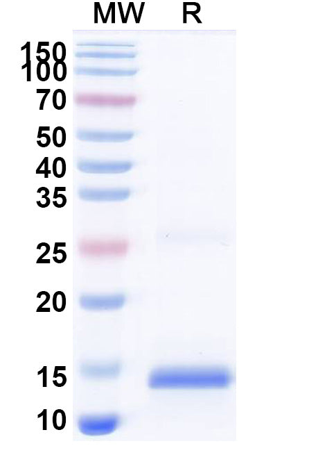 SDS-PAGE for Anti-IL13 Polyclonal Antibody.