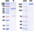 Anti-Human IL-13 Reference Antibody (Tralokinumab) – Figure 1 of 1
