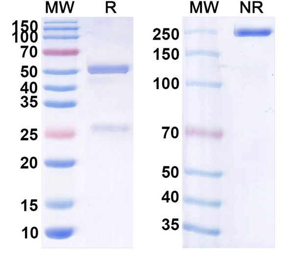 Anti-Human IL-13 Reference Antibody (Tralokinumab) – Figure 1 of 1
