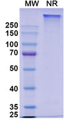 Anti-Human IL4 & IL13 Bispecific Reference Antibody (Romilkimab) – Figure 1 of 1