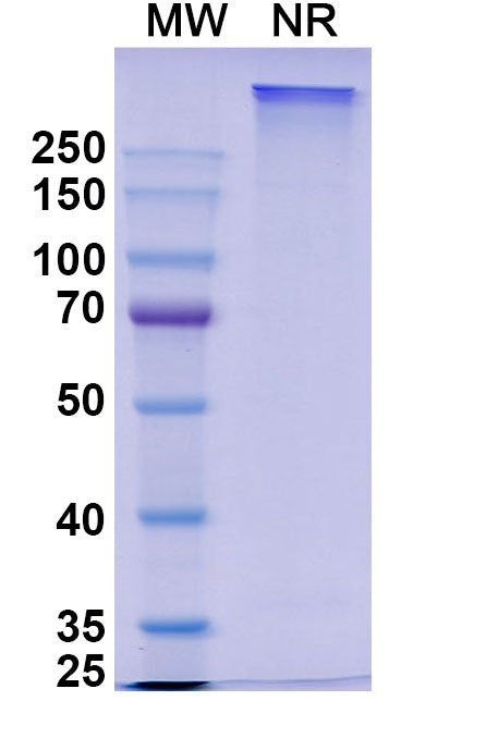 Anti-Human IL4 & IL13 Bispecific Reference Antibody (Romilkimab) – Figure 1 of 1