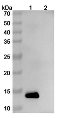 Detects Human IL13 in indirect ELISAs.