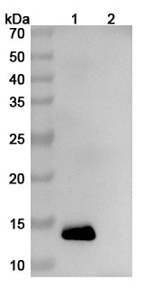 Detects Human IL13 in indirect ELISAs.
