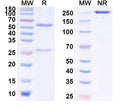 Anti-Human IL13 Reference Antibody (CNTO-5825) – Figure 1 of 1