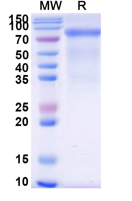 Recombinant Human CD158k/KIR3DL2 Protein, C-Fc